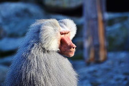 baboon monkey thumbnail