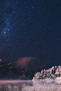 low angle photography of starry night and trees thumbnail