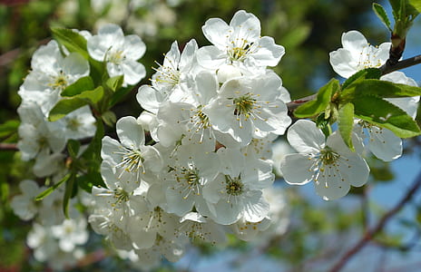 white cherry blossom flower macro photography thumbnail