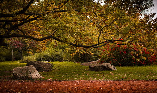 green leafed trees thumbnail