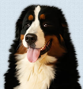selective focus photography of Bernese mountain dog thumbnail
