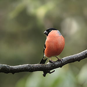 black and brown parrot on tree branch thumbnail