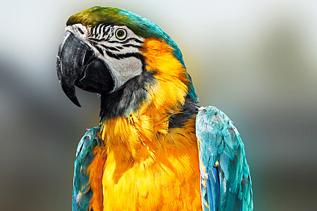 blue-and-yellow macaw thumbnail