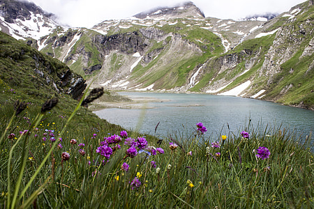 green leafed plants with purple flowers thumbnail