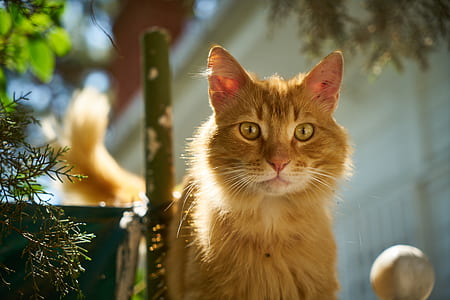 orange Tabby cat near green leafed plant thumbnail