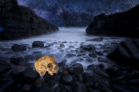 brown skull on rocks thumbnail