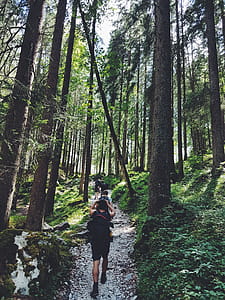 Four People Walking on Gray Path Surrounded by Tall Trees thumbnail