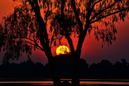 silhouette photography of tree and body of water thumbnail