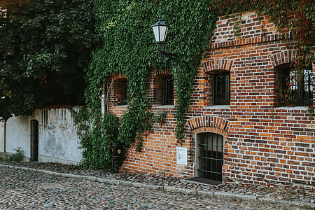 Old building covered in vine thumbnail