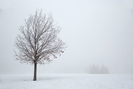 bare tree covered with snow during winter season thumbnail