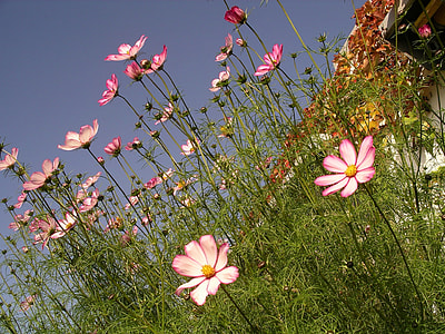 Cosmos Bipinnatus, Garden Cosmos thumbnail