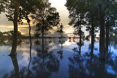 silhouette of trees on water thumbnail