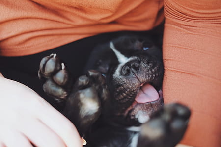 short-coated black and white puppy on focus photo thumbnail