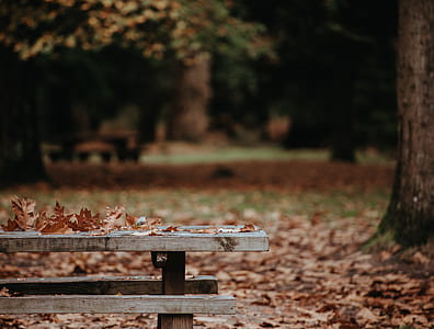 dried leaves on gray wooden bench thumbnail