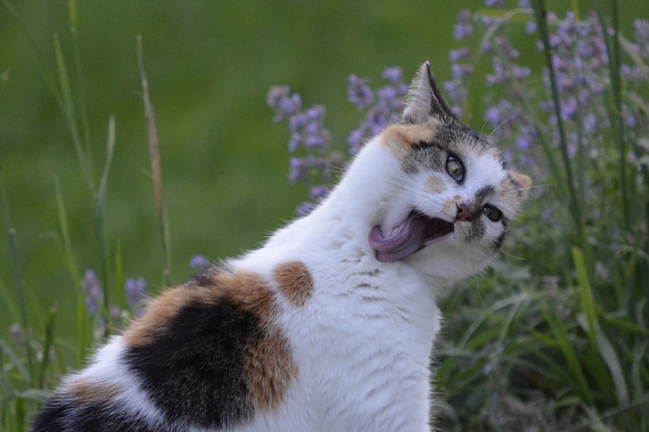 short-furred white, orange, and black cat licking neck selective focus photography