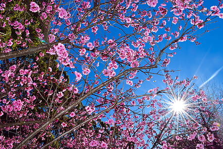 pink flower bloom at daytime thumbnail
