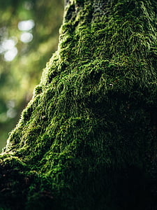 selective focus photography of green tree thumbnail