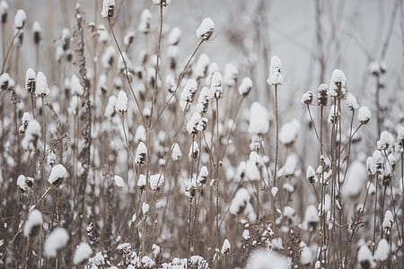 Dried winter Wildflowers Photo thumbnail