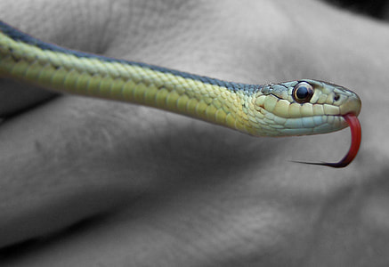 person showing snake thumbnail