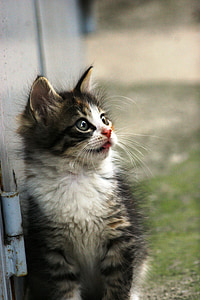 shallow focus photography of white and silver Tabby kitten thumbnail