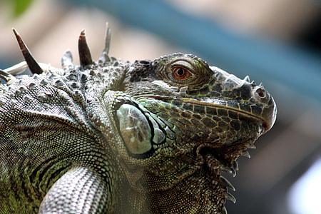 gray monitor lizard thumbnail