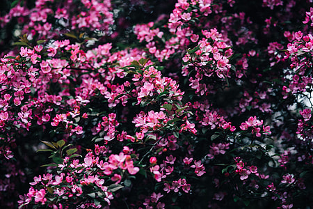 Lovely pink flowers blooming from the tree branches thumbnail