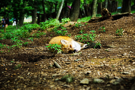 brown fox sleeping on green grass thumbnail