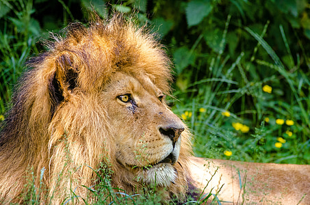 lion on grass thumbnail