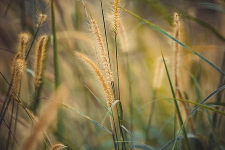 field, summer, grass, plant thumbnail