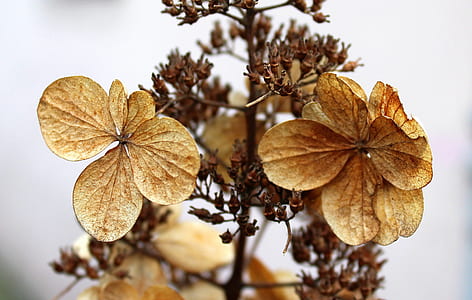 brown petaled flowers thumbnail