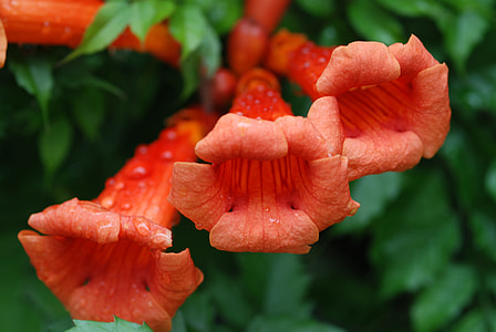 Chinese Trumpet Vine thumbnail