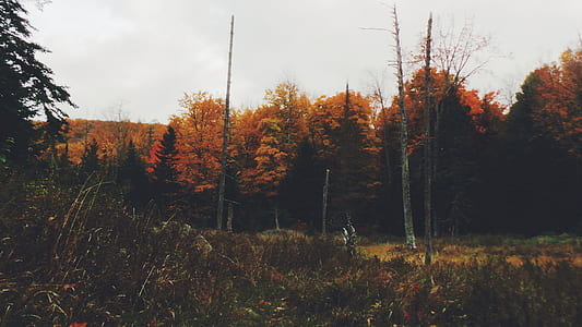maple trees beside bare trees during daytime thumbnail