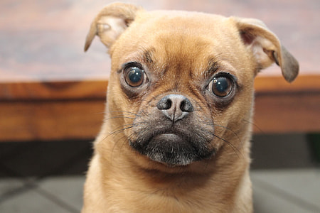 adult tan puggle thumbnail