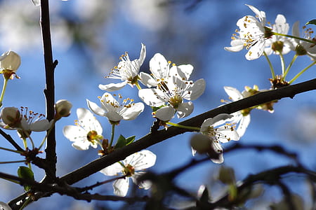 shallow focus photography of white petaled flowers thumbnail