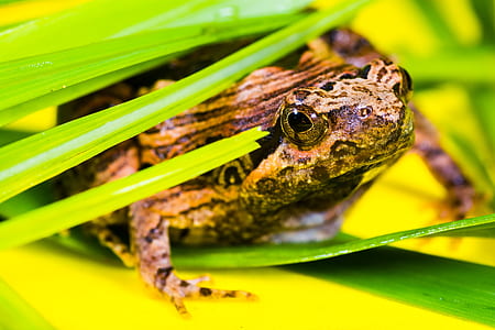 Brown and Black Frog Lying on a Green Leaf thumbnail