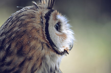 close up photography of brown owl thumbnail