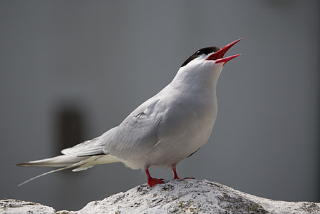 white and black bird on gray rock thumbnail