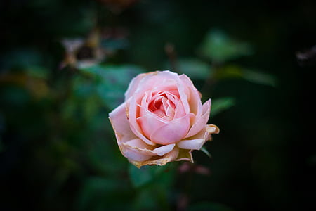 close-up photo of pink rose flower thumbnail
