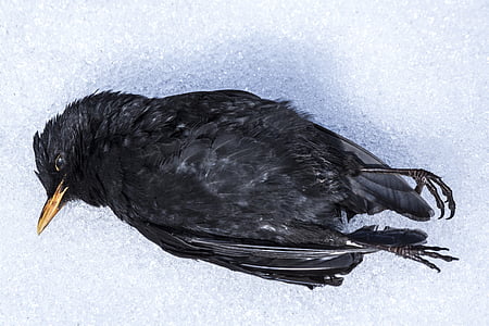 crow lying on snow field thumbnail