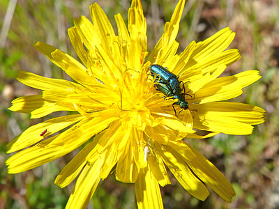 Green Beetle, Insects Mating thumbnail
