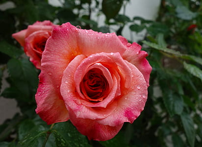 selective focus photography of two pink petaled flowers thumbnail