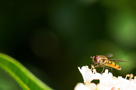 insect on white flowers in selective focus photography thumbnail