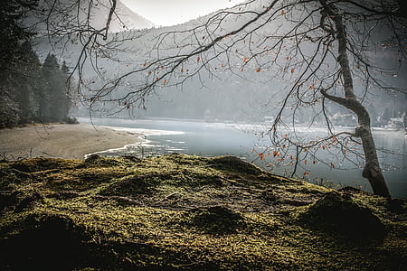 leafless tree near body of water at daytime thumbnail