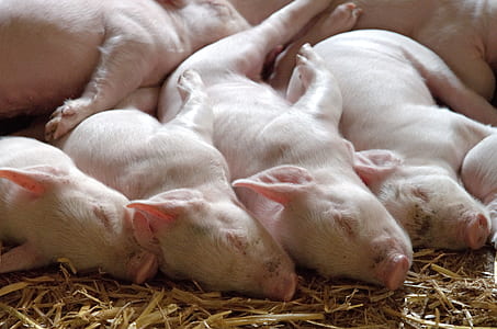 herd of piglets thumbnail