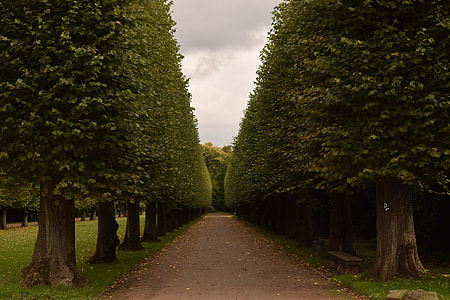 brown pathway between green leafed trees thumbnail