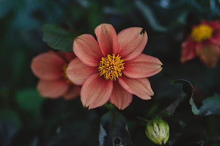 Close Up Photo of Pink Petaled Flower thumbnail