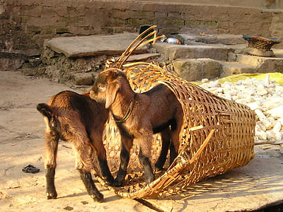 two brown goats standing near brown wicker basket thumbnail