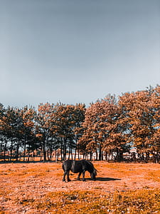 Black Horse Grazing on Grass thumbnail