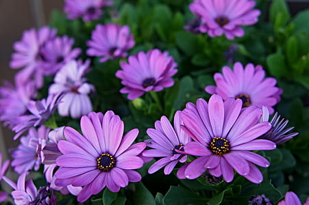 purple osteospermum flowers closeup photography thumbnail