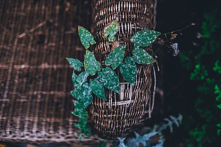 green-leafed plant thumbnail